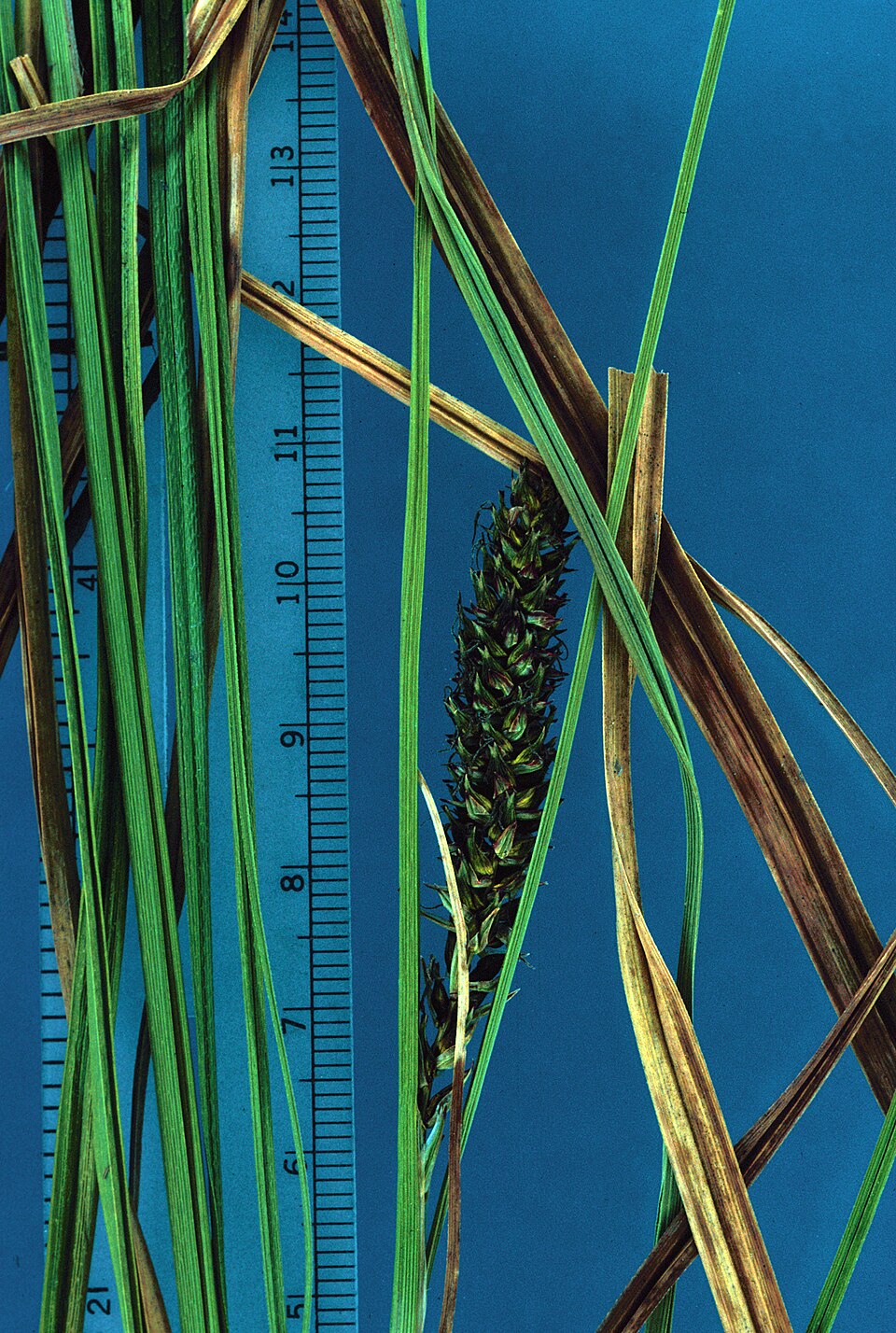 Carex striata — fruit photograph