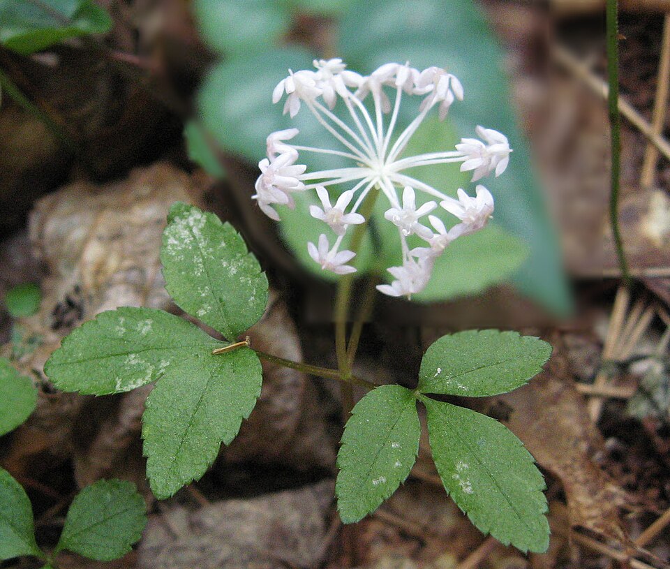 Nanopanax trifolius — bloom photograph