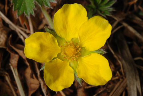Potentilla canadensis — flower photograph