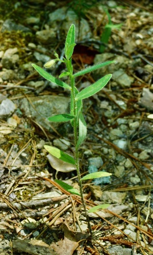 Crotalaria sagittalis — whole plant photograph
