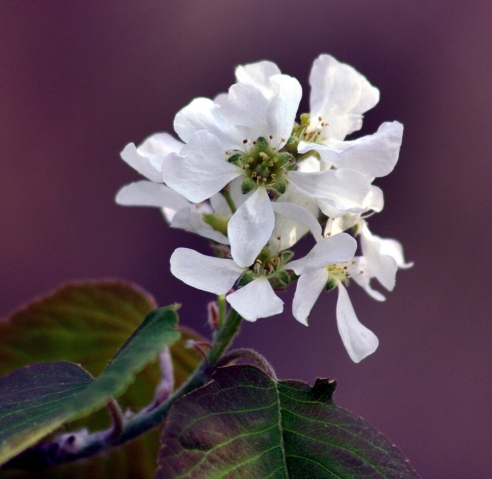 Amelanchier spicata — bloom photograph