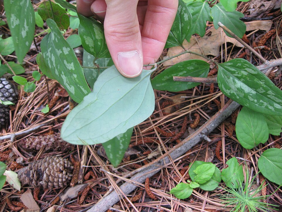 Smilax glauca — leaf photograph