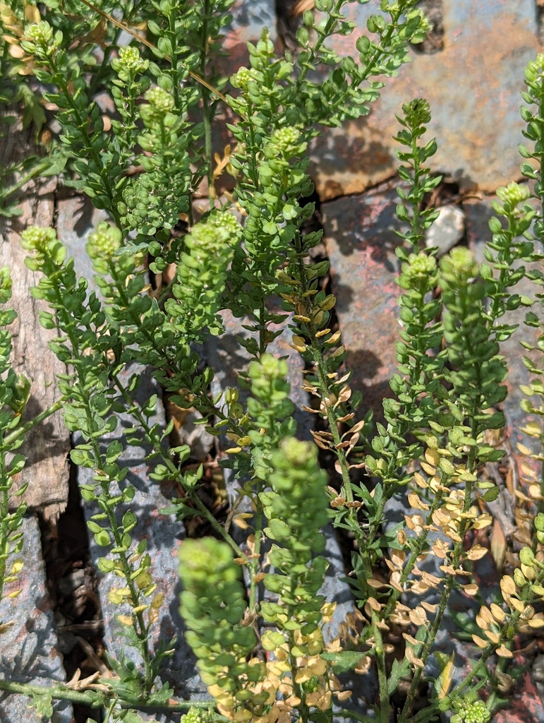 Lepidium oblongum — whole photograph