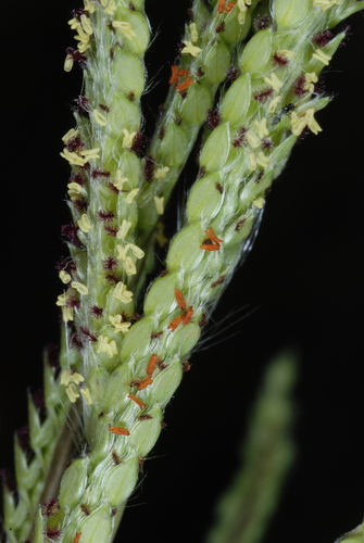 Paspalum urvillei — flower photograph