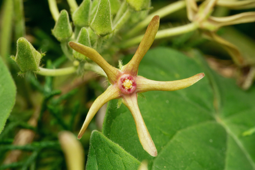 Matelea obliqua — flower photograph