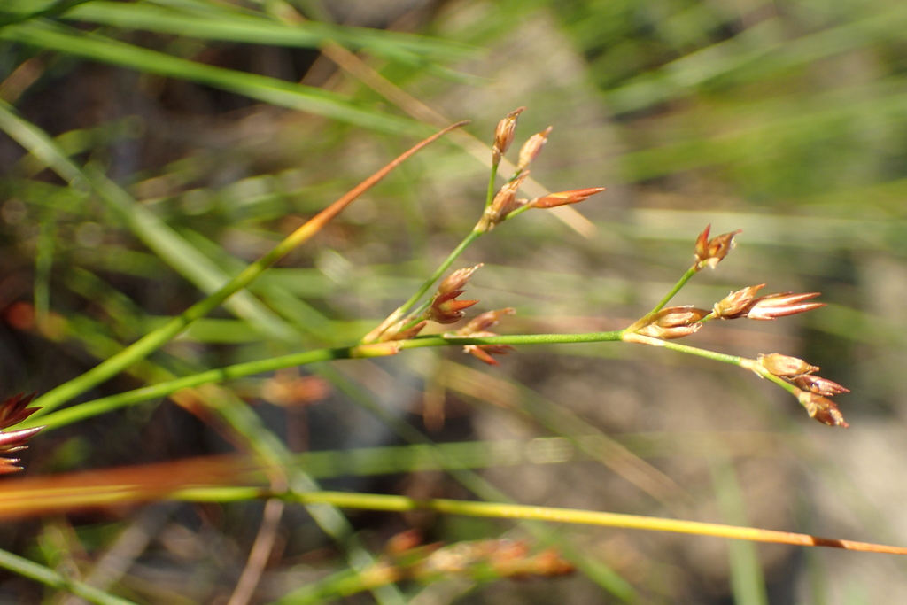 Juncus pelocarpus — fruit photograph