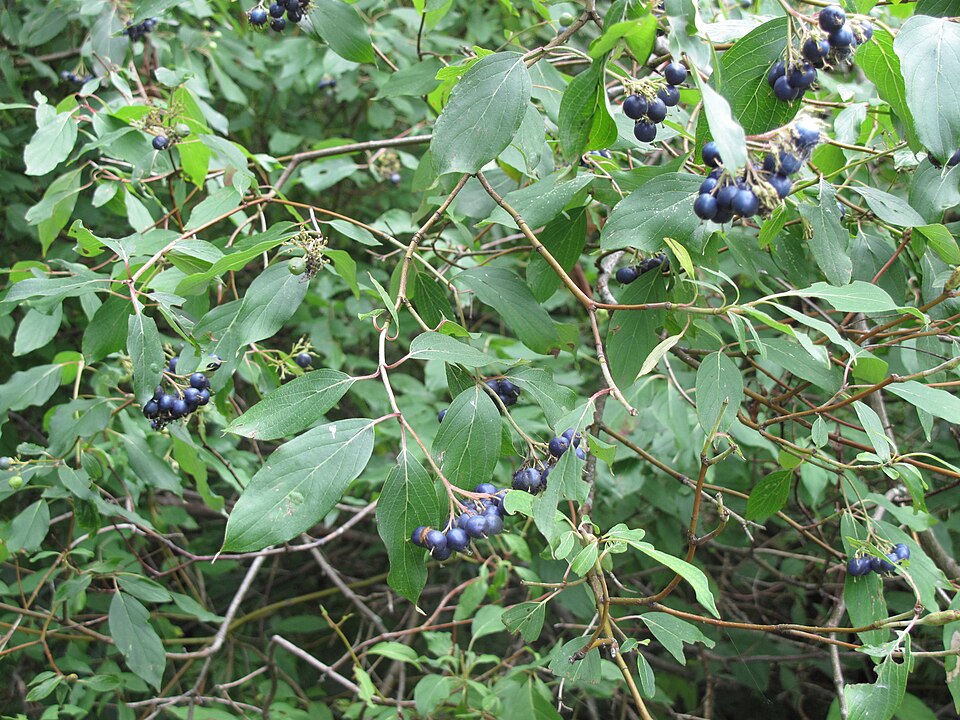 Cornus obliqua — fruit photograph