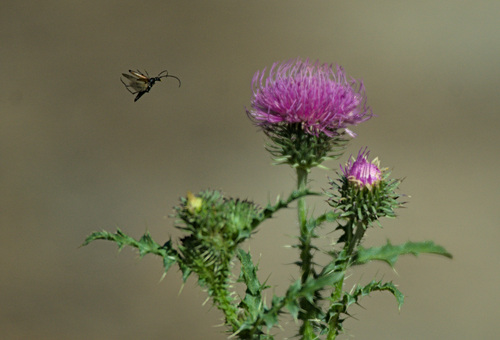 Carduus acanthoides — flower photograph