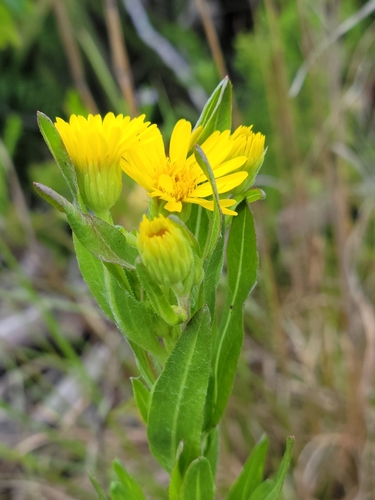 Chrysopsis mariana — flower/foliage photograph