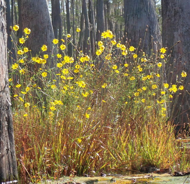 Bidens mitis — whole photograph