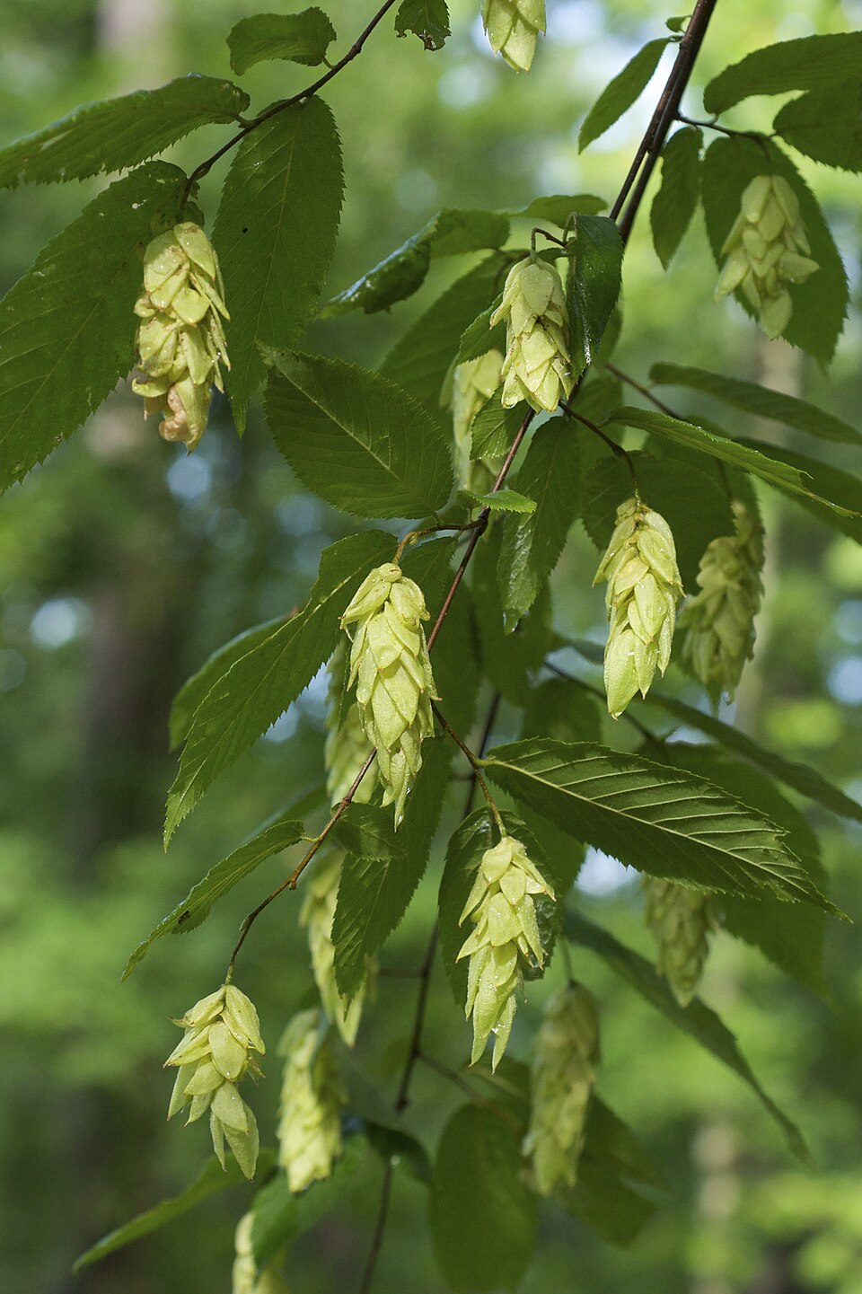 Ostrya virginiana — fruit photograph