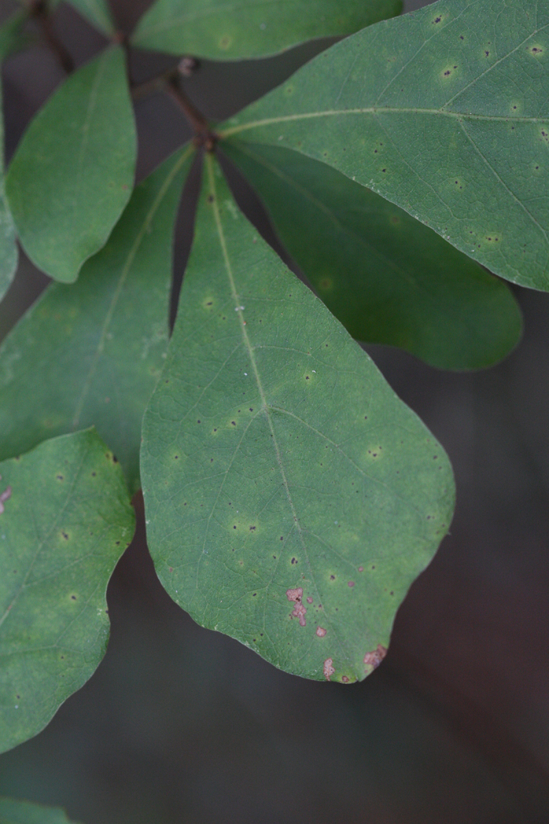Quercus nigra — leaf photograph