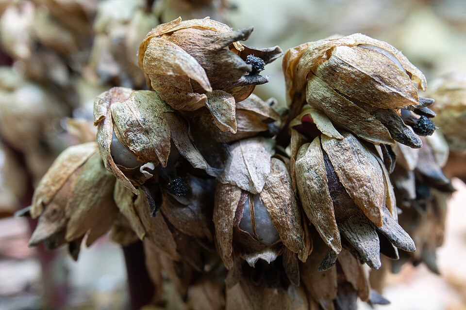 Monotropsis odorata — fruit photograph