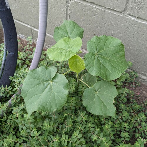 Abutilon theophrasti — foliage photograph