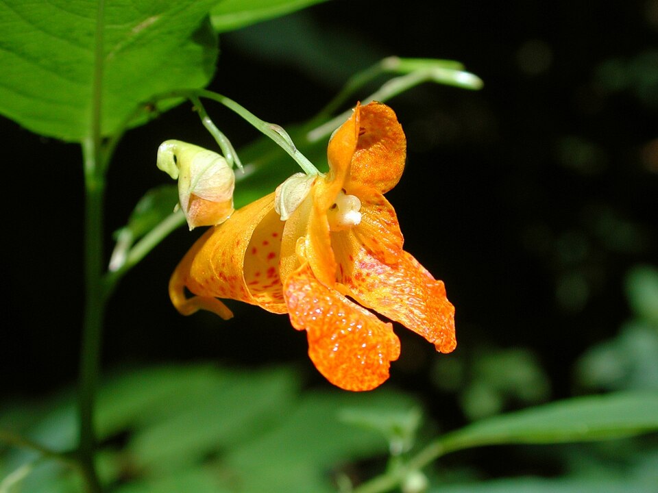 Impatiens capensis — bloom photograph