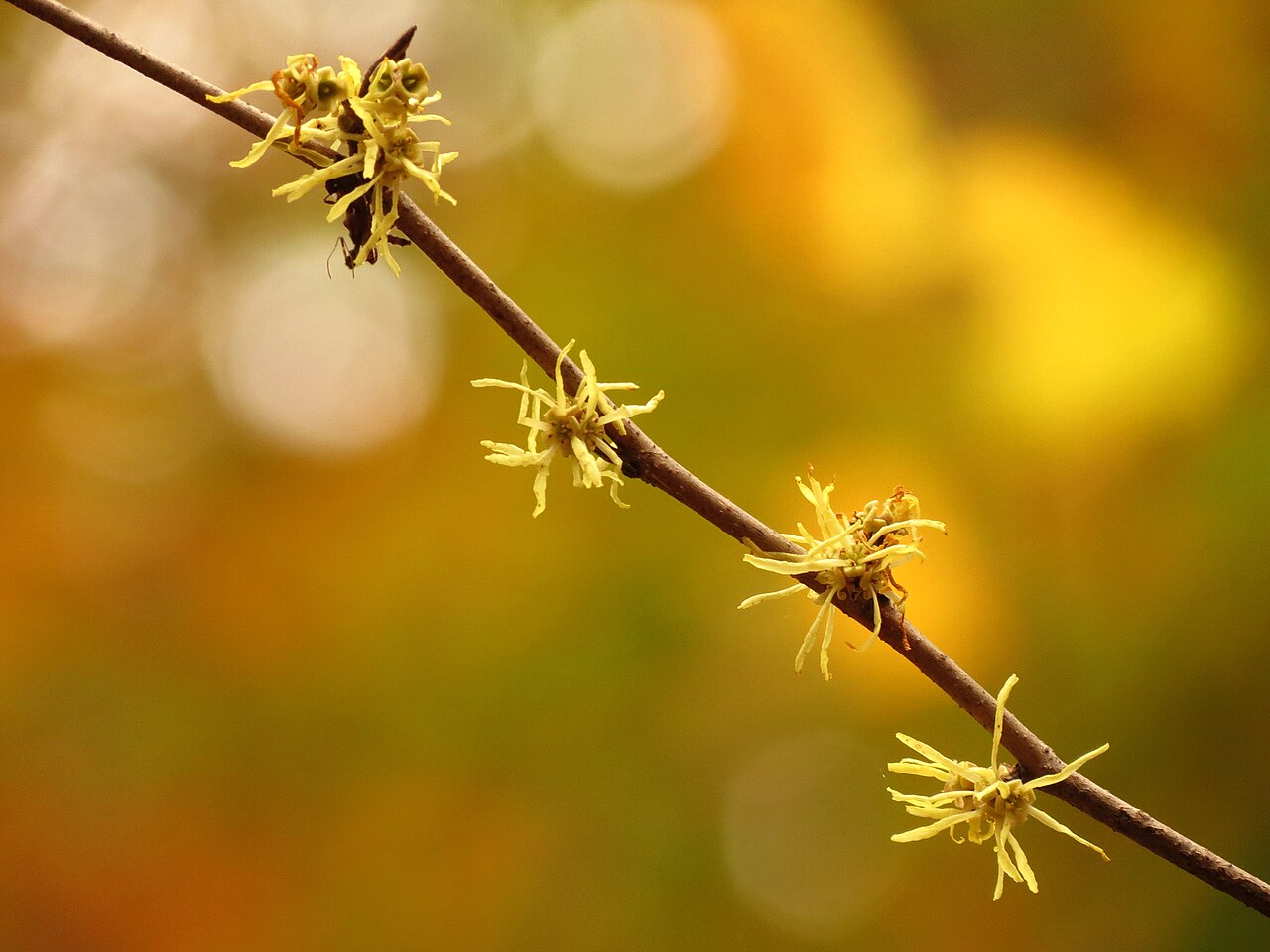 Hamamelis virginiana — bloom photograph