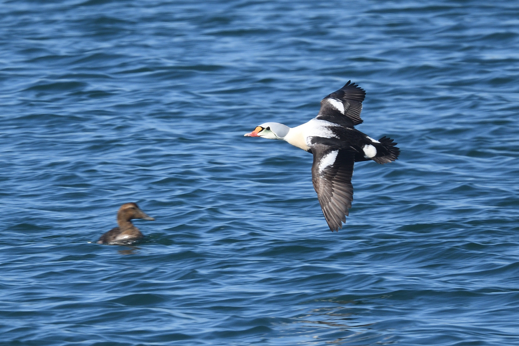 Male King Eider, whole bird