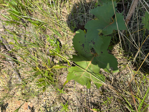 Silphium compositum var. compositum photograph