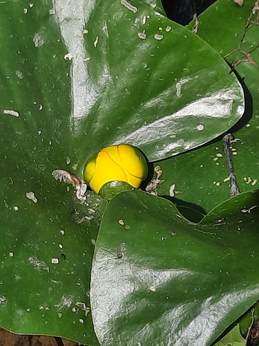 Nuphar advena — flower photograph