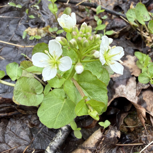 Cardamine rotundifolia — flower photograph