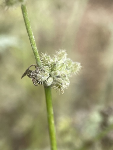 Torilis nodosa — fruit photograph