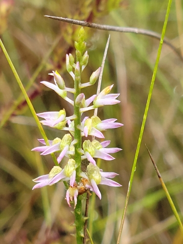 Senega hookeri — flower photograph