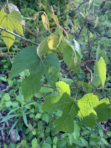 Vitis aestivalis var. aestivalis photograph