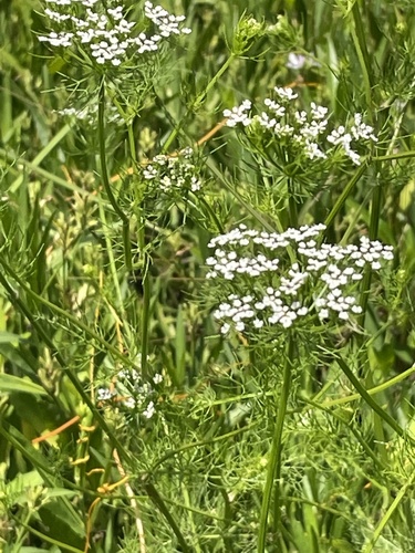 Ptilimnium capillaceum — flower photograph