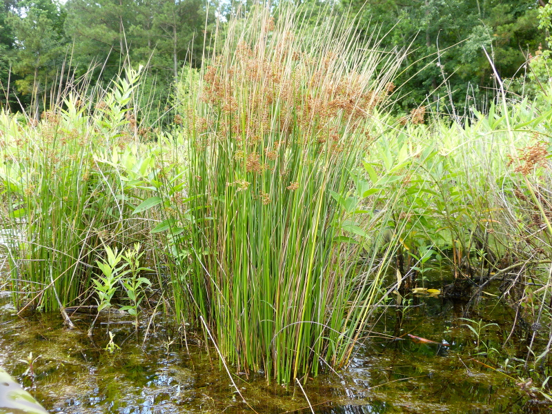 Juncus effusus — whole photograph