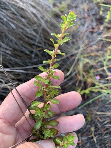 Ludwigia microcarpa — whole plant photograph
