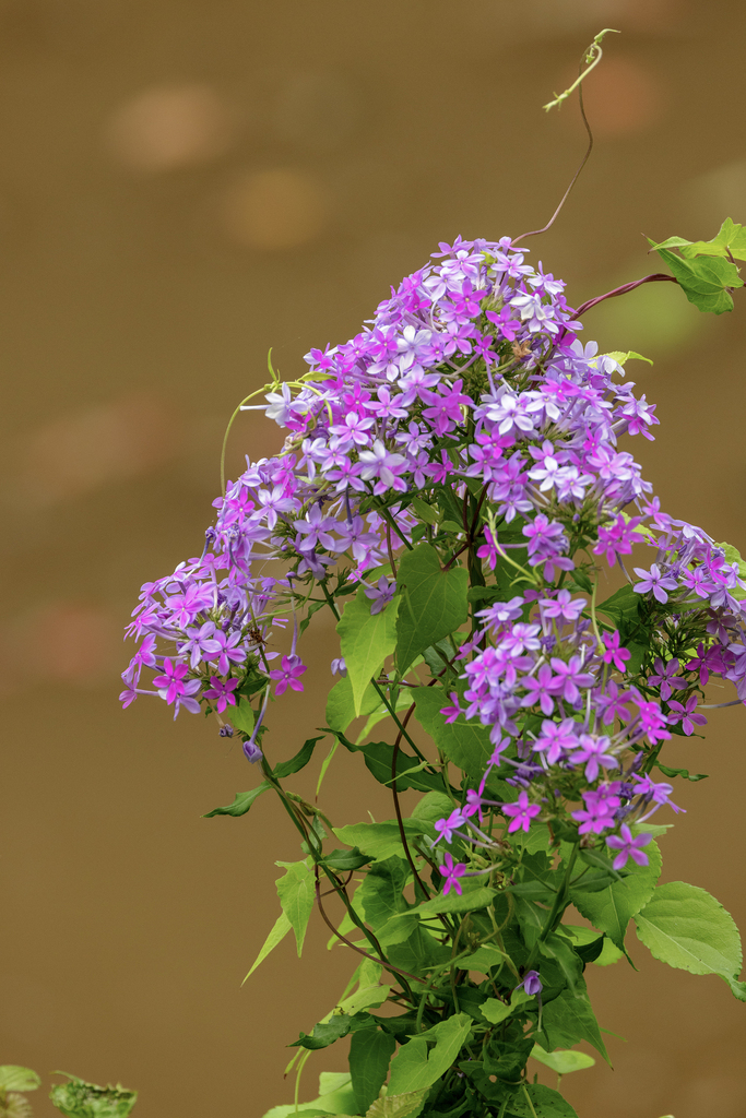 Phlox paniculata — bloom photograph