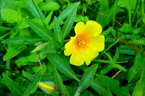 Ludwigia grandiflora — flower photograph