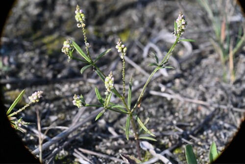 Senega verticillata — bloom photograph