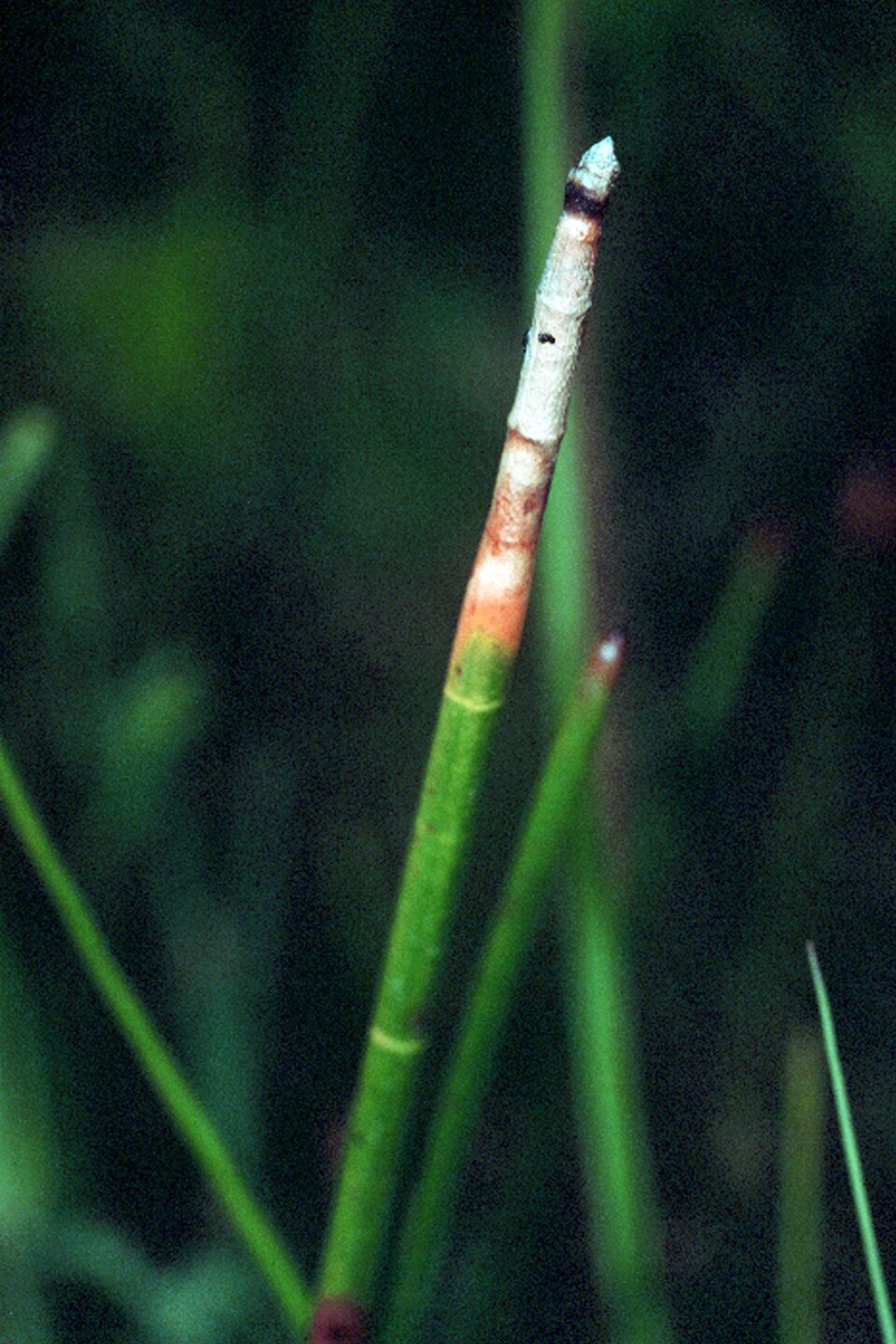 Eleocharis equisetoides — foliage photograph