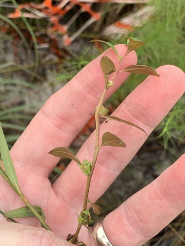 Ludwigia lanceolata — whole plant photograph