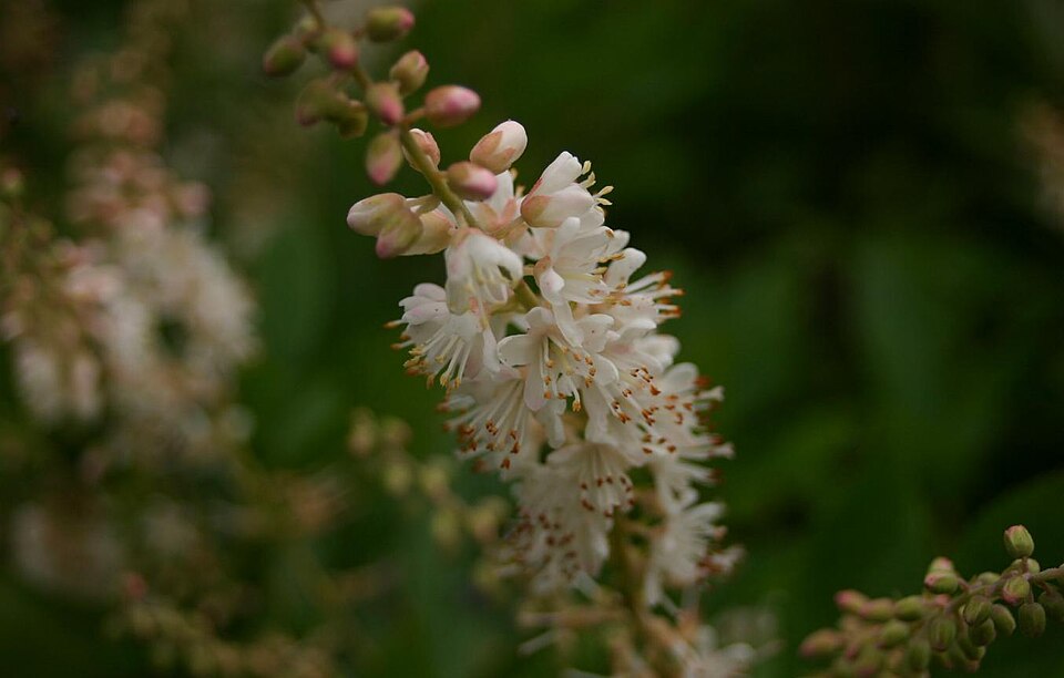 Coastal Sweet-pepperbush
