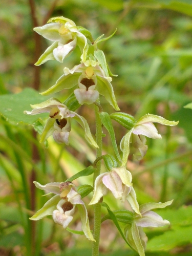 Epipactis helleborine — flower photograph