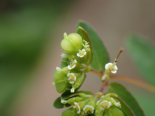 Euphorbia nutans — flower photograph