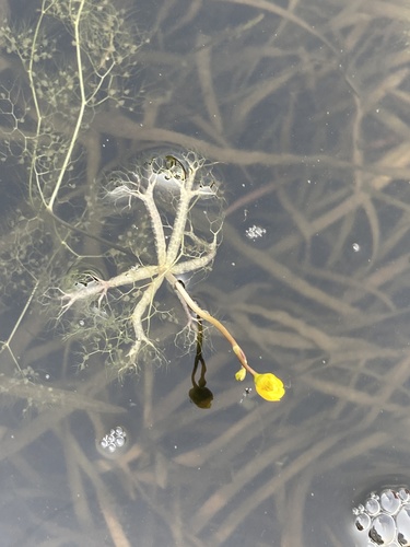 Utricularia radiata — whole plant photograph