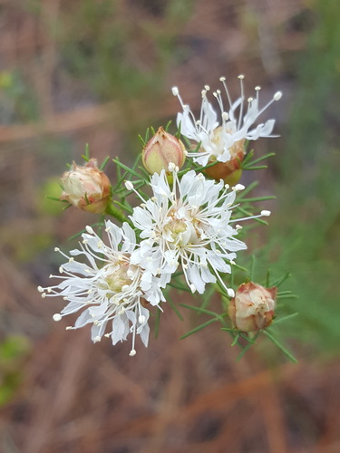 Dalea pinnata var. pinnata photograph