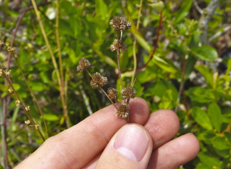 Juncus scirpoides — fruit photograph