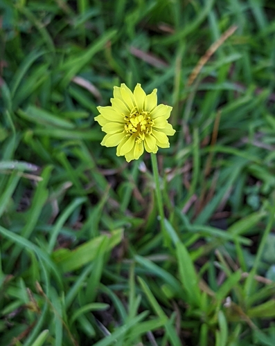 Pyrrhopappus carolinianus — flower photograph