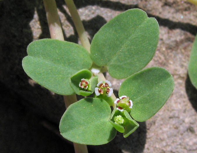 Euphorbia serpens — flower photograph