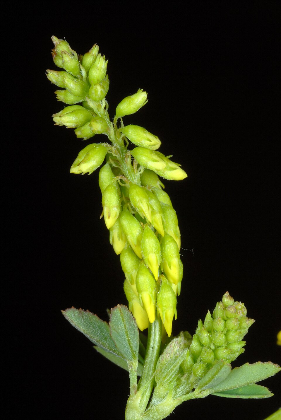 Melilotus officinalis — flower photograph