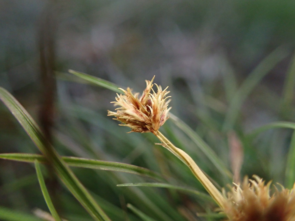 Cyperus squarrosus — fruit photograph