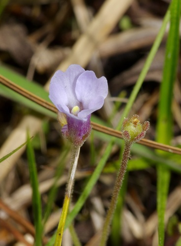 Pinguicula pumila — flower photograph