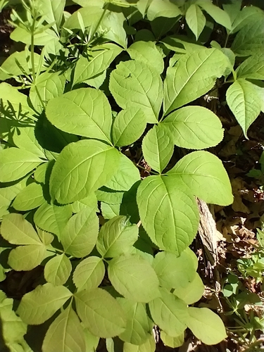 Aralia nudicaulis — foliage photograph