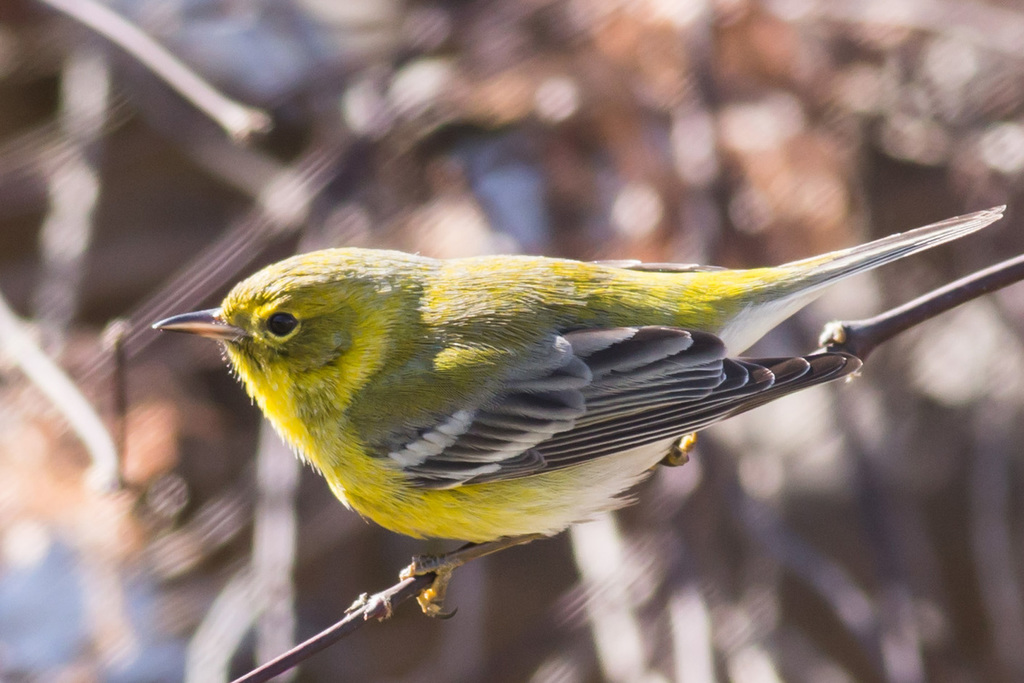 Male Pine Warbler, whole bird