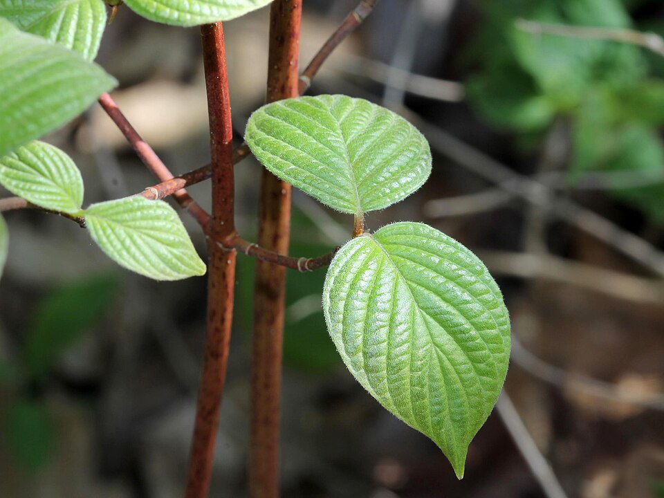 Cornus rugosa — leaf photograph
