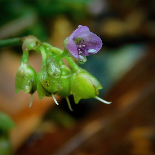 Murdannia nudiflora — flower photograph